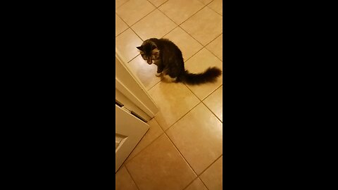 super sonic meow