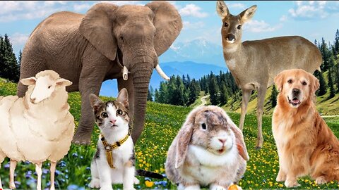 Herbivores and their characteristics: cows, horses, goats, sheep, camels, elephants,...