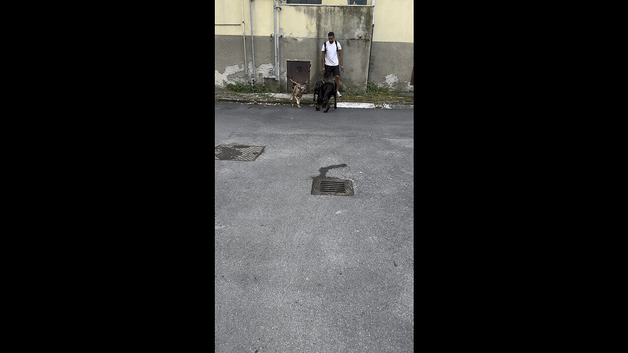 Cane corso 😂😂😂