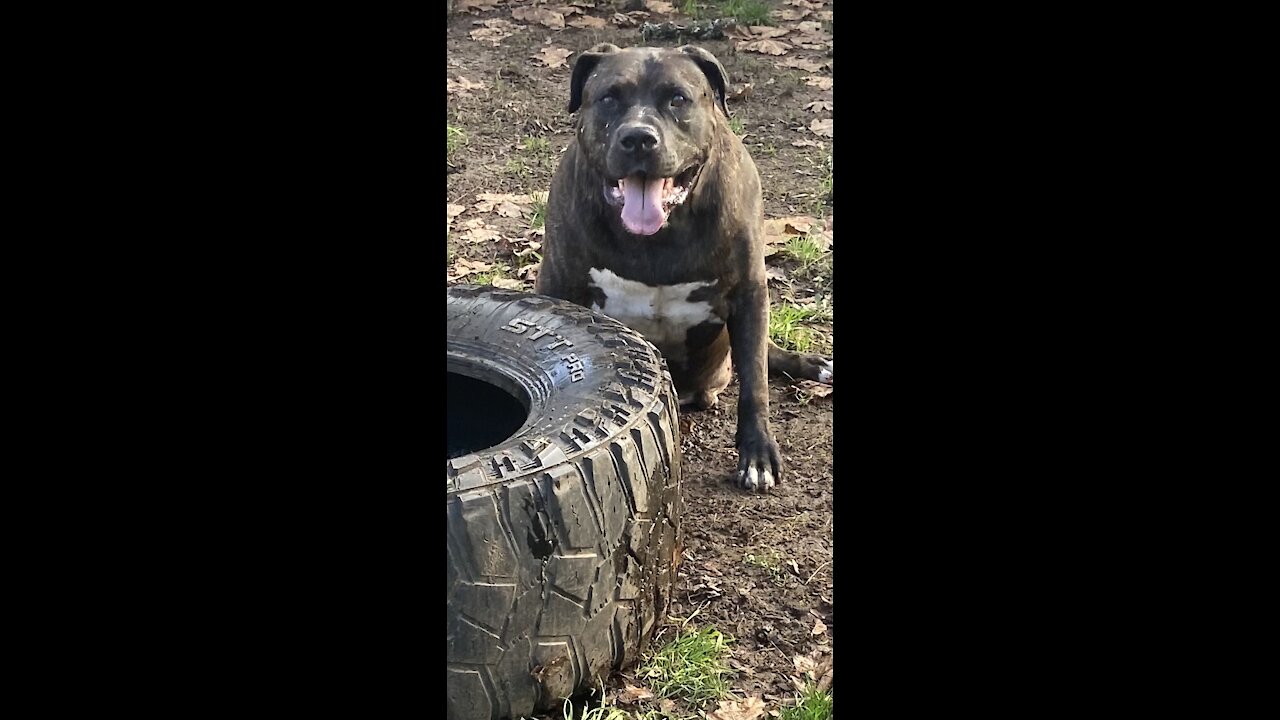 Junior the cane corso brindle BITES MY ARM!