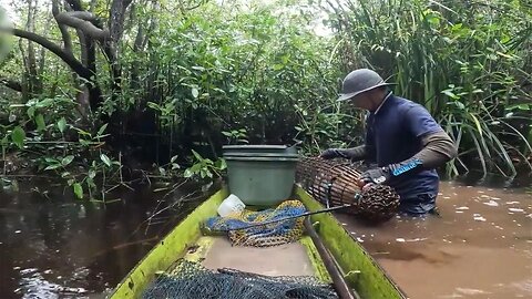 Amazon fish cages are too exciting， not afraid of attracting piranhas