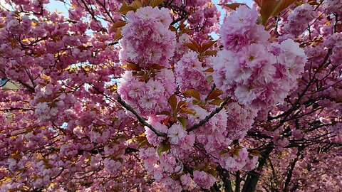 Красивая дорога. Pekná cesta. BRATISLAVA.