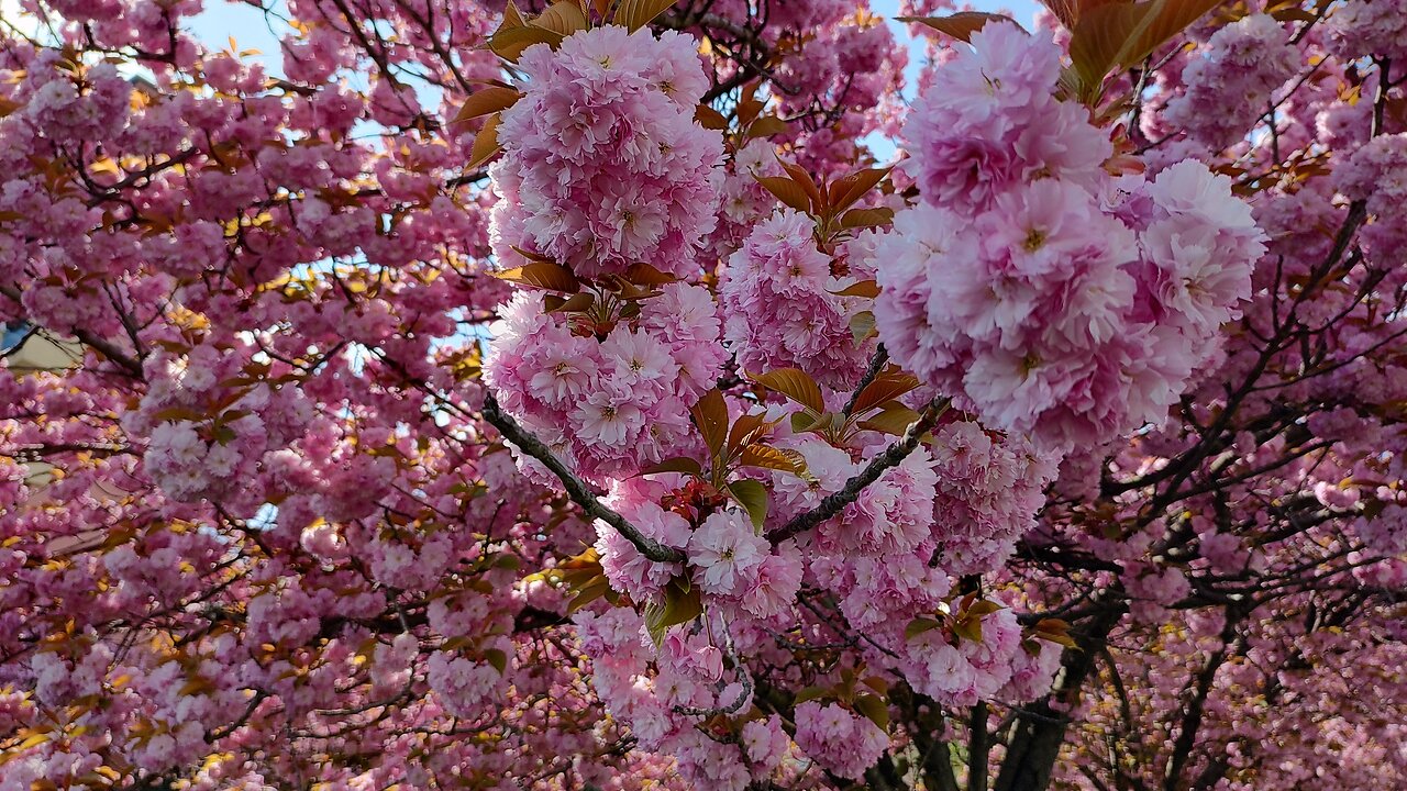 Красивая дорога. Pekná cesta. BRATISLAVA.