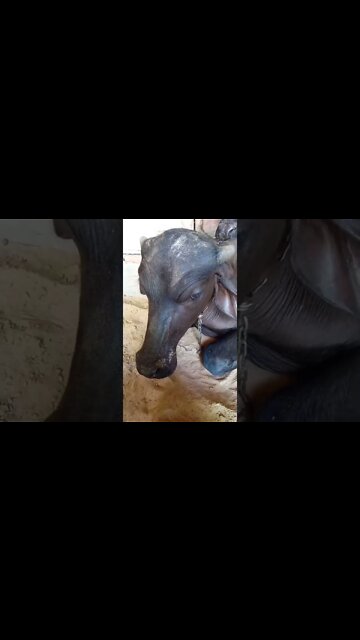 guru #shorts #shorts