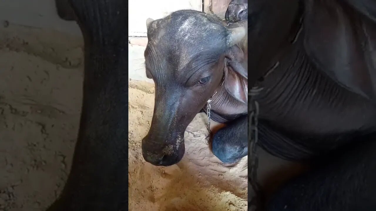 guru #shorts #shorts