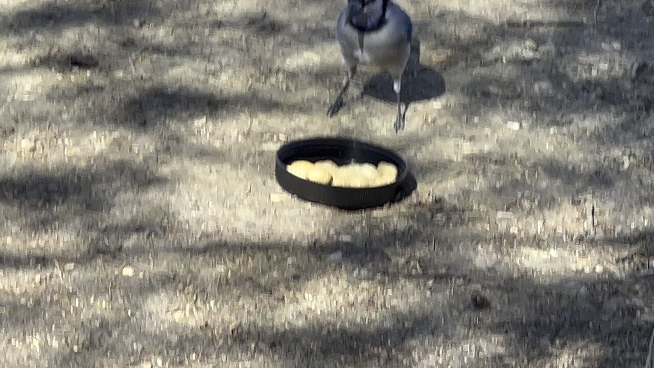 Love Blue Jay antics