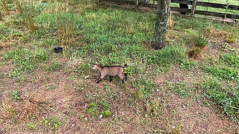 Our vocal Nigerian goat buckling