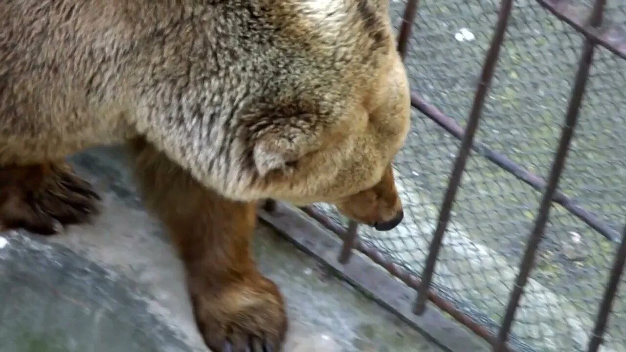 Ice bear lying on cliffs in the zoo behind the wire