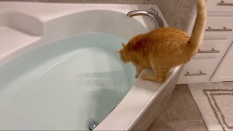 Silly Cat Slips Into Bathtub