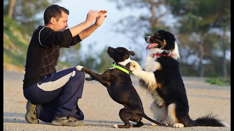 How to Teach Your Dog basics things: Sit, Leave it, Come, Leash walking, Name...)