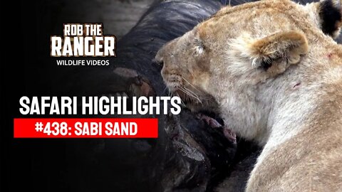 Safari Highlights #438: 09 - 13 October 2016 | Sabi Sand Wildtuin | Latest Wildlife Sightings
