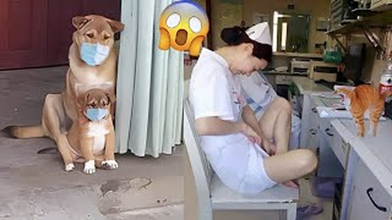 Funniest Animals Video - Funny Dogs And Cats - Try Not To Laugh Animals 2022