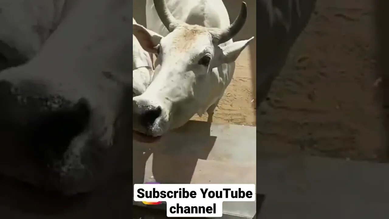 cow asking mangi 2 mints