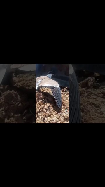 Happy Mother's Day 2022