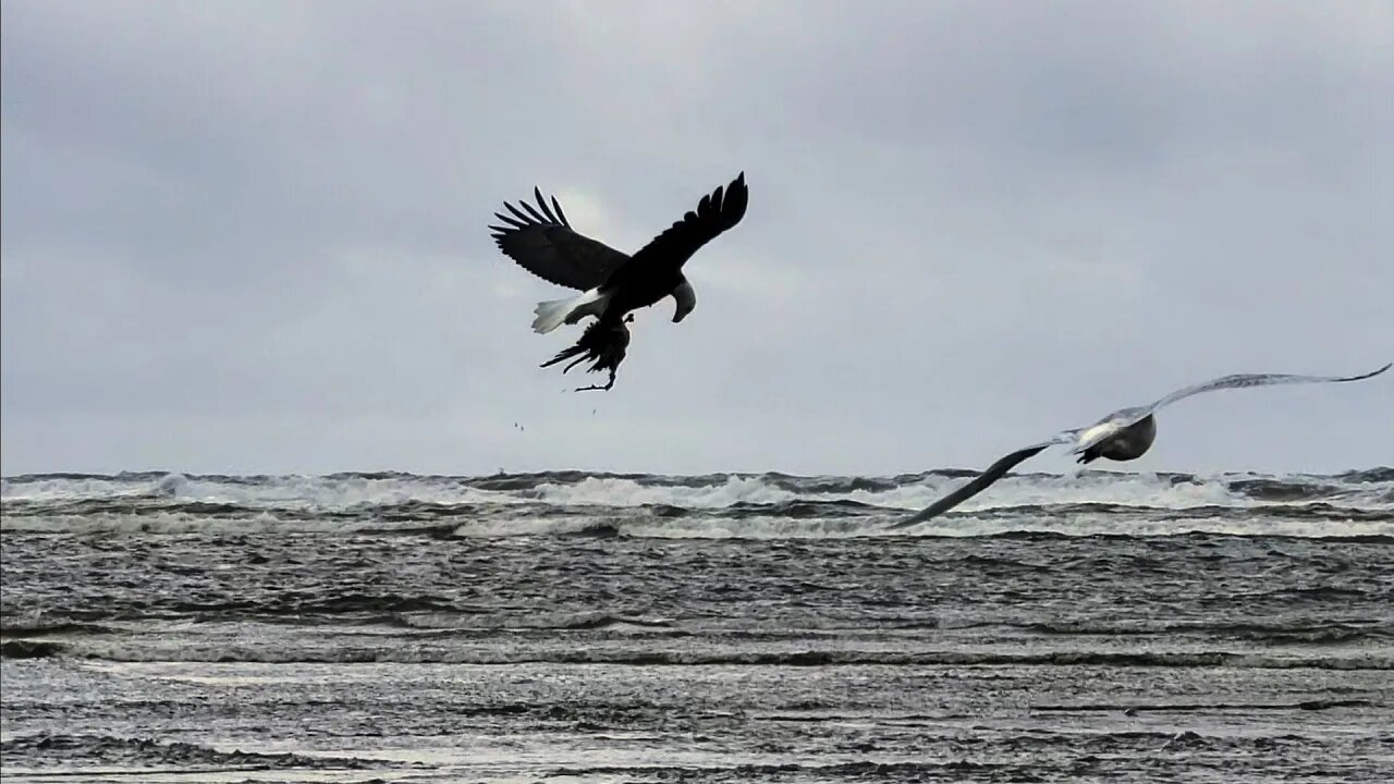 Bald Eagle Eats Crab on Beach & Flys Off, Ocean Shores, 3.24.21