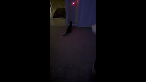 Lazered Pets! #FYP #LaserPointer #BlackCat #Frenchton #mywalksinparadise #4K