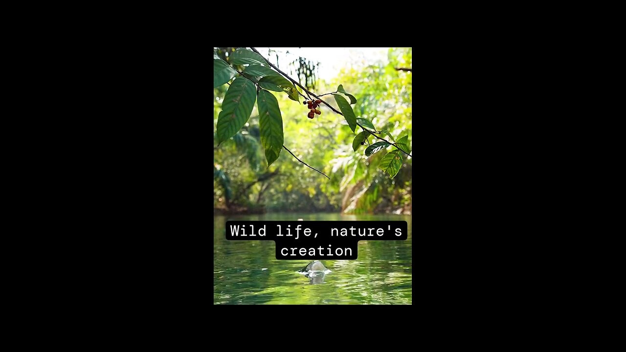 nature's beauty wild life, fish and monkey