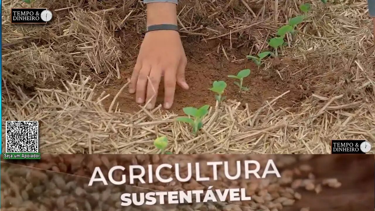 Solo com palha de braquiária oferece maior produtividade para as lavouras de soja - RZ