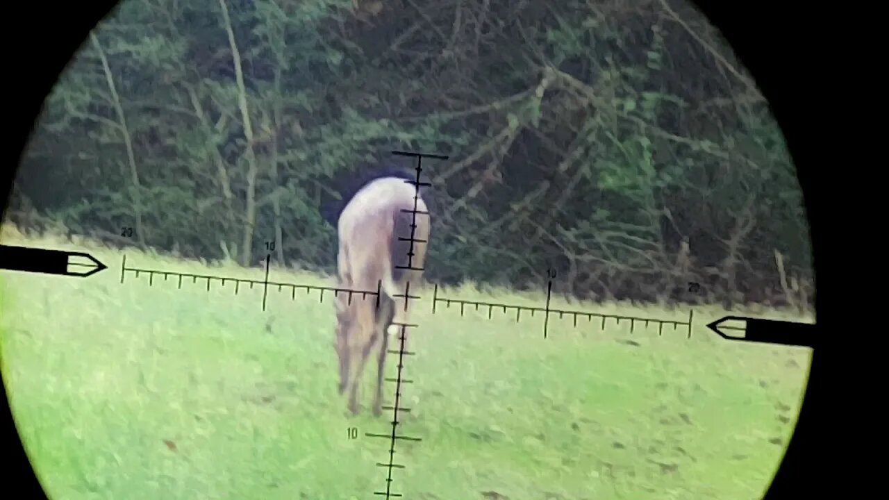 Deer Hunting the Camera Patch