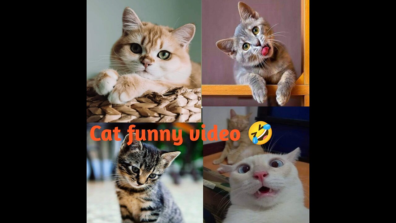 Cat Funny Clips 2023 | Angry Animals Video Compilation | Funny Animals