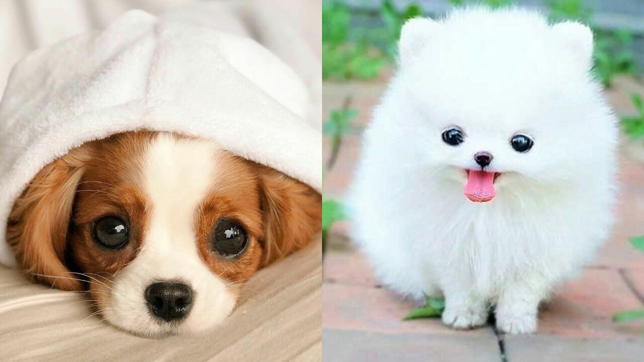 Very Cute Baby Dog Compilation