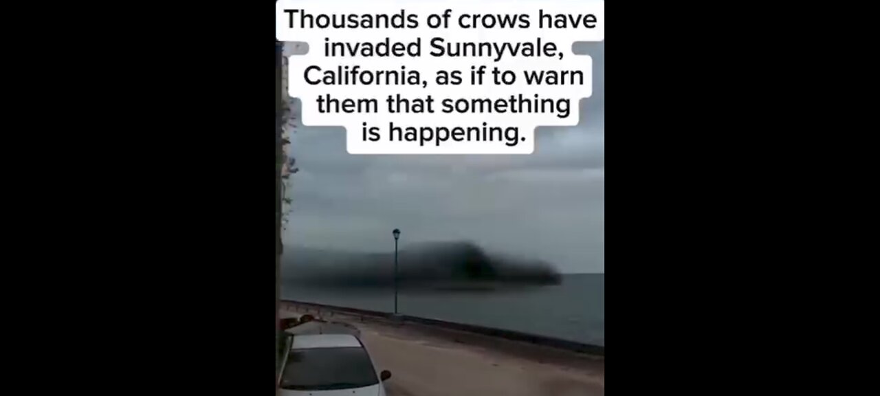 CALIFORNIA CROWS