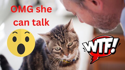 Cats talking !! these cats can speak english better than human