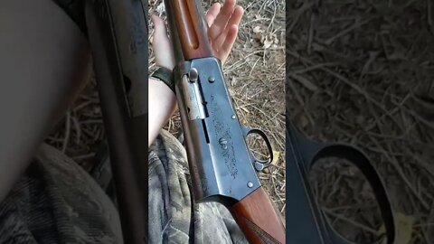 Belgian Browning A5 Humpback dove hunting