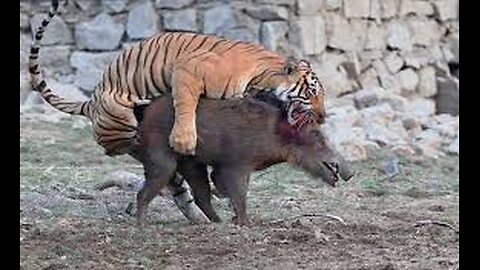 #3Leopard vs Warthog #Wildlife _ #Shorts