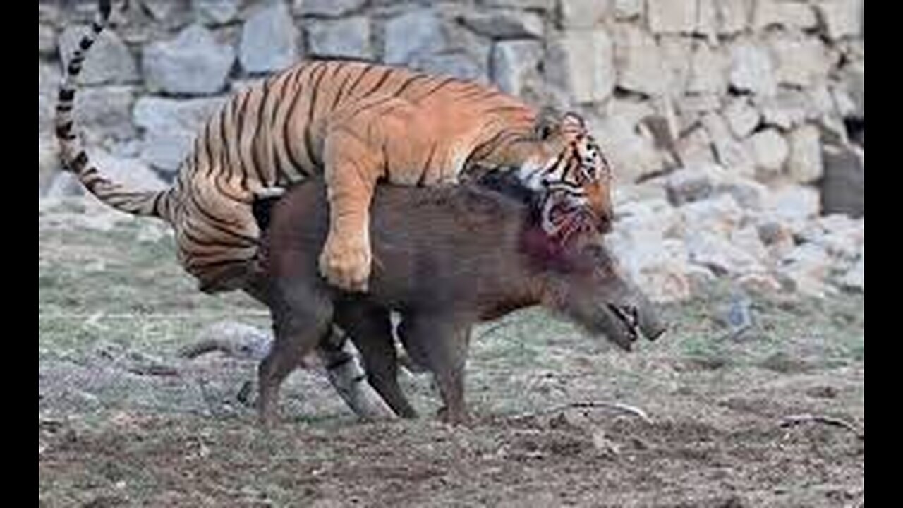 #3Leopard vs Warthog #Wildlife _ #Shorts
