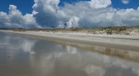 Dogs loving New Zealand Beaches