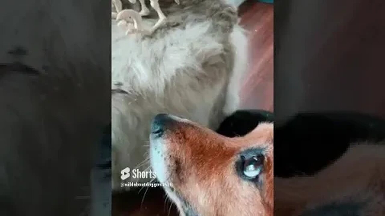 When your Corgosaurus has seen Jurassic park & doesn’t trust anyone 1