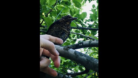 Blackbird released!🥹