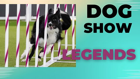 Watch 5 of the best WKC Dog Show moments