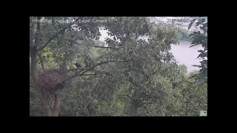 Hays Eagles Dad surprises squirrel on the attic branch 2021 09 08 739AM