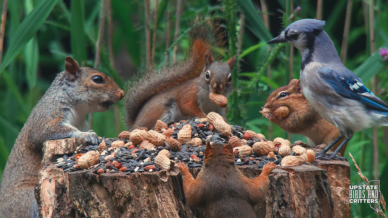 Cat TV 🐱 Dog TV 🐶 Upstate Birds And Critters: Ep 309— 070524