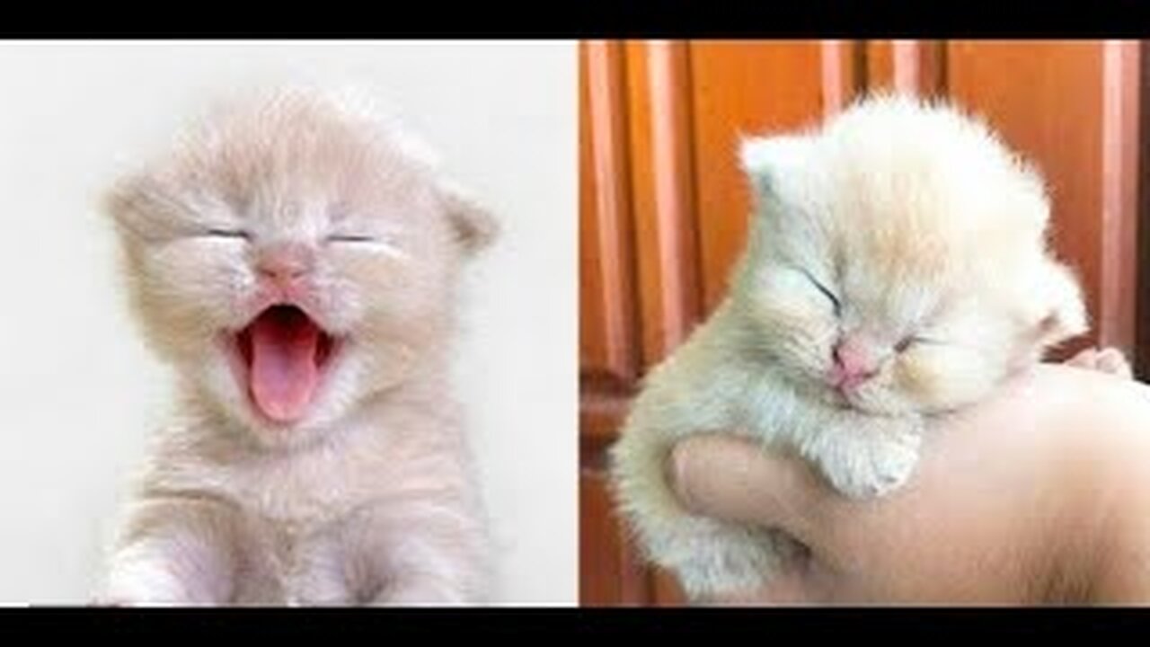 Funniest Cats 😹- Best Of The 2022 Funny Cat Videos 😂