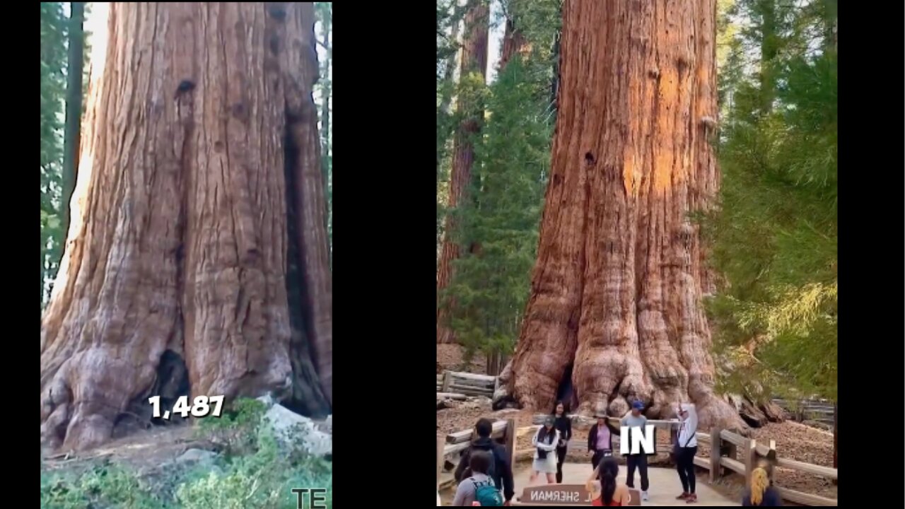 Wow! One of the biggest tree in the world.