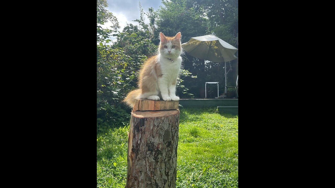 Lovely cat in my garden she is so cute and clean