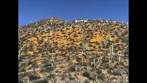 Gila County Poppies