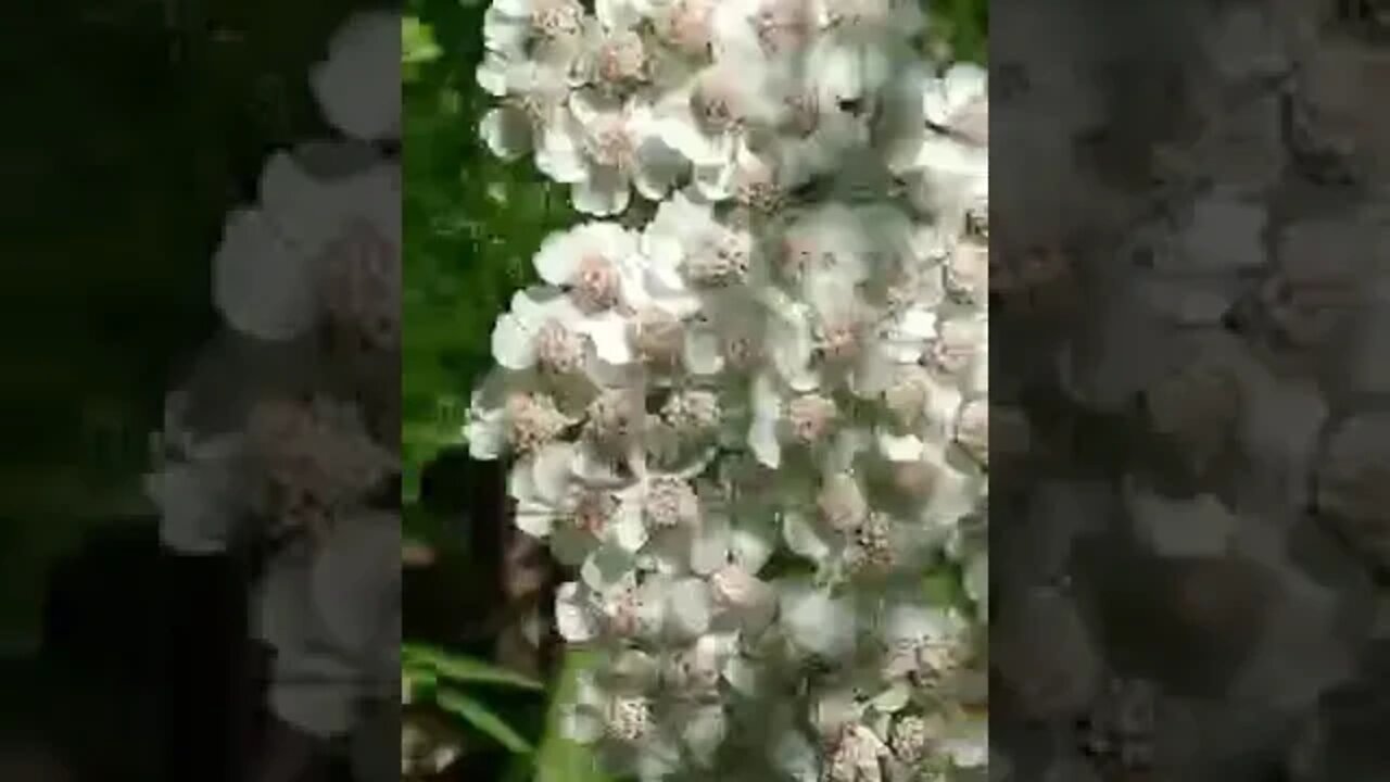 What is edible here part 10 a, Yarrow, probably