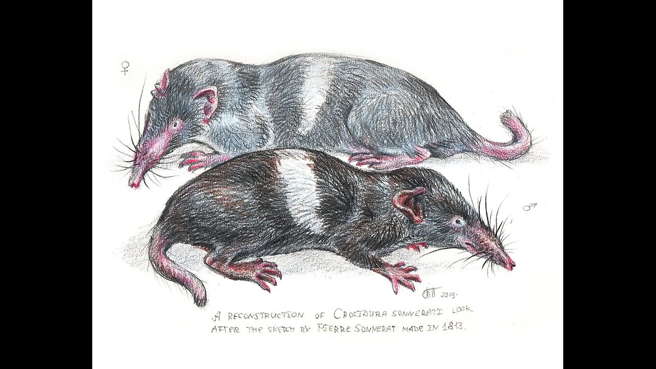 Sonnerat's Shrew