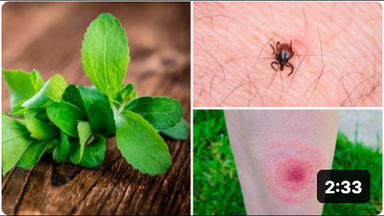 This Plant Kills Lyme Disease Better Than Antibiotics (Study Says)