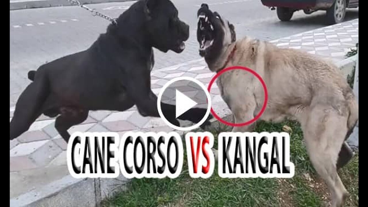 Kangal vs Cane corsa