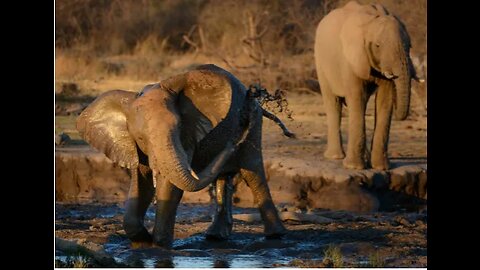 Elephants can "hear" with their feet