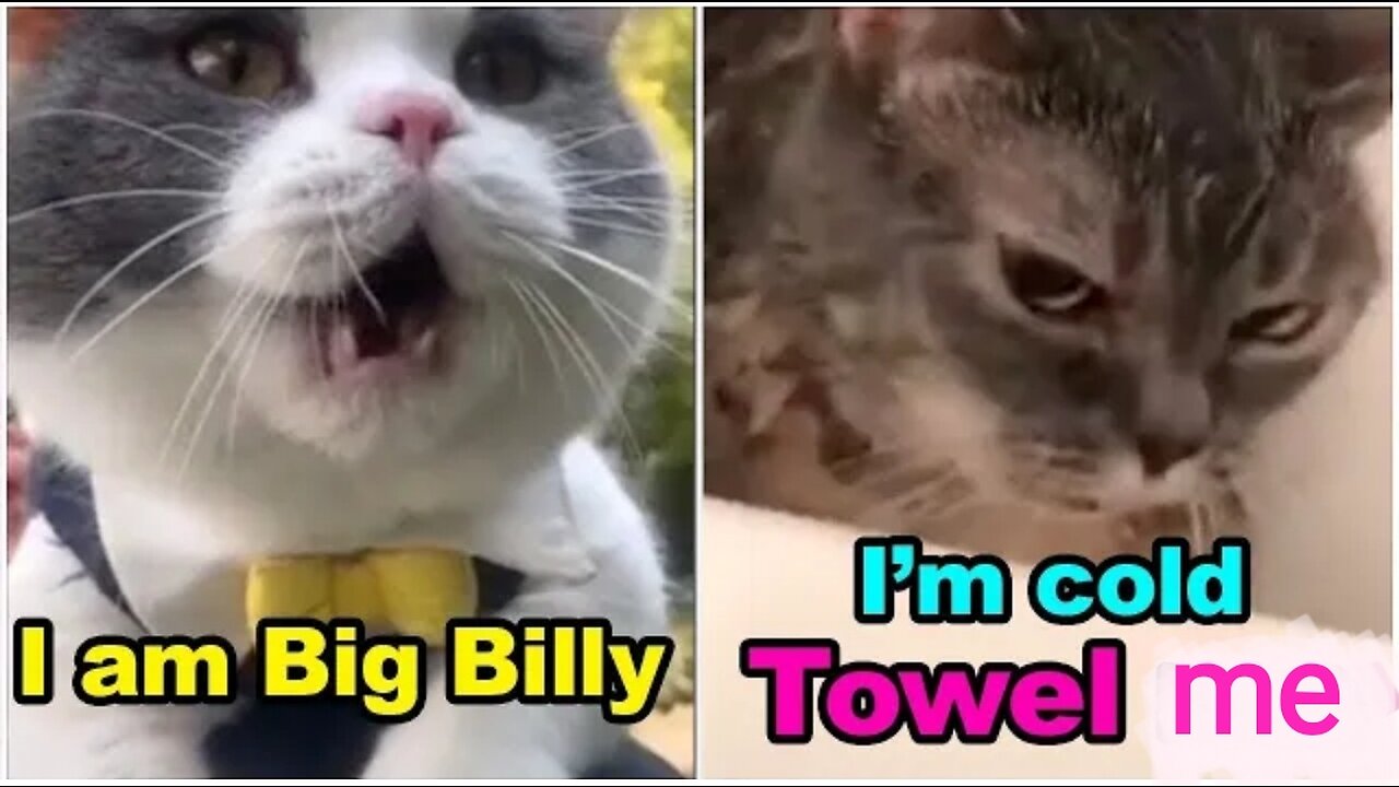 Cats talking ! ! These cats can speak english better than hooman