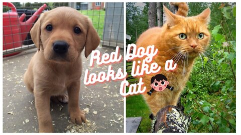 Red Dog Looks Like A Cat 😮😹