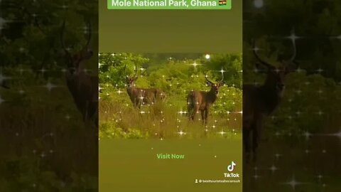 Mole National Park, Ghana 🇬🇭 #shorts #reels #molenationalpark #tourismghana #ghana #tourism