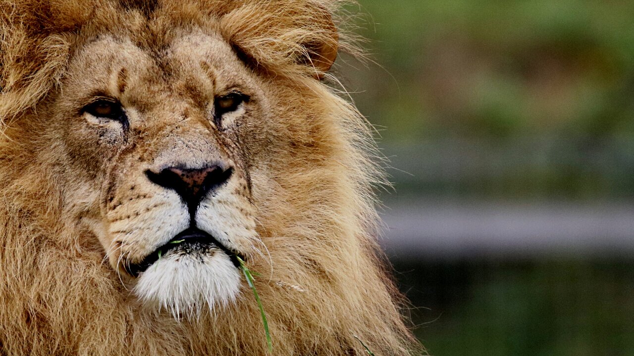 Two African lions lick each other