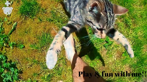 Cute cat's play , & funny video